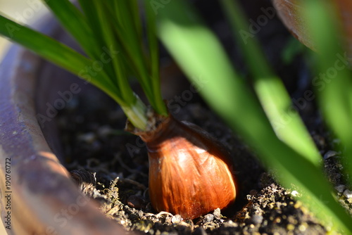 flower onion and root