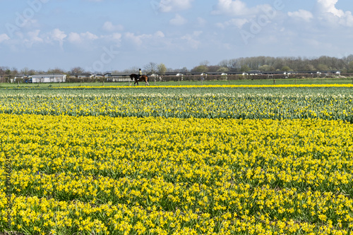 Spring in Holland. Daffodils bloom in the fields in Holland. Dutch flowers. Yellow narcissus. Spring flowers. Flower meadow. Cultivation of flower bulbs in the Netherlands.