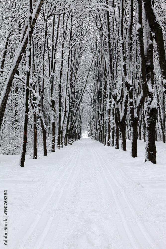 Fototapeta premium Winter landscape after a snowfall