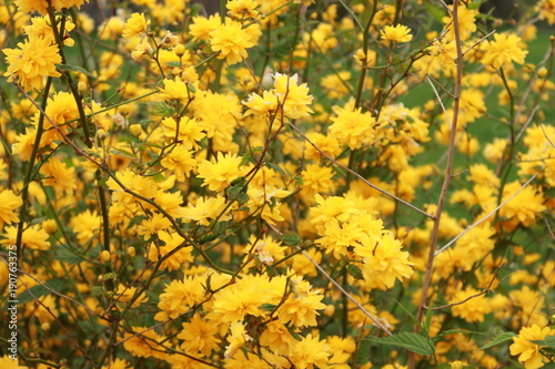 gelbe Blütenpracht