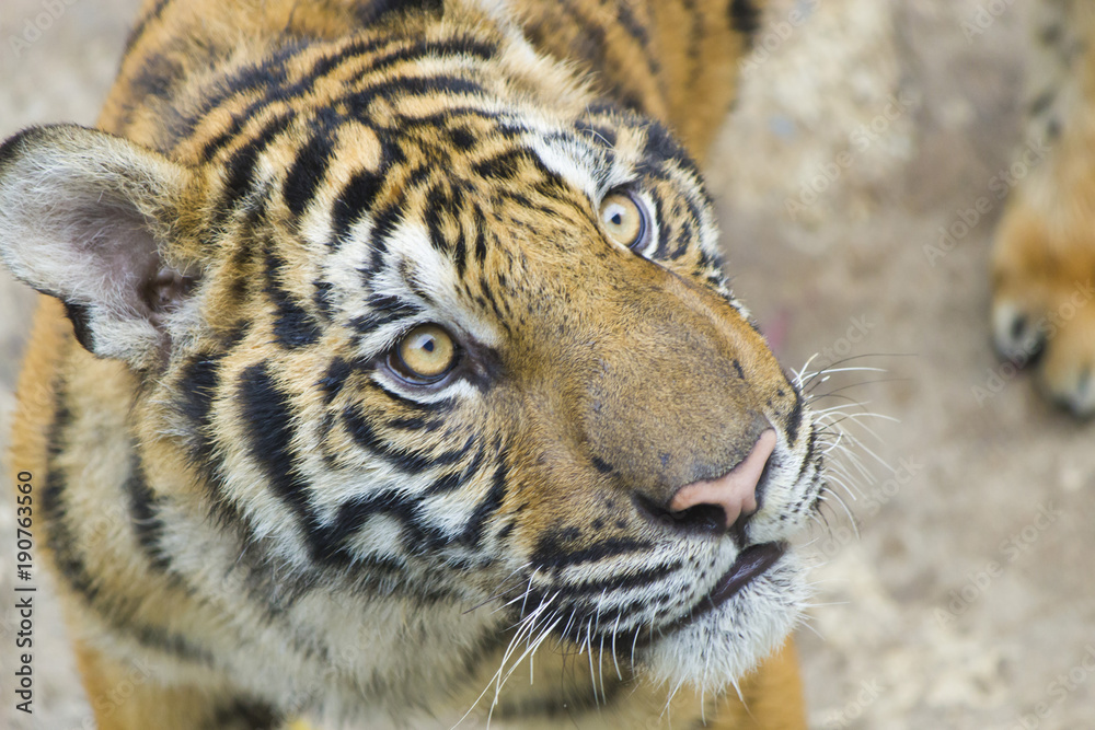 Obraz premium Tiger in the shelter