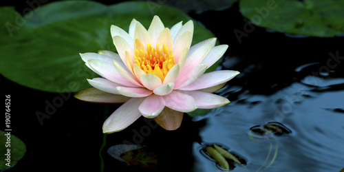 image of a lotus flower on the water