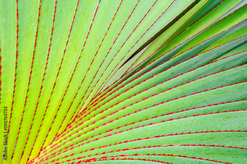 feuilles épineuses du pandanus utilis, vacoa, flore île de la Réunion