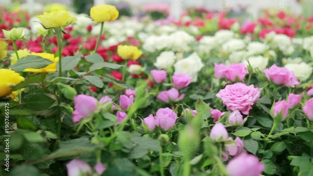 Delightful roses. Thousands of different-colored roses in a flower factory. Smooth flight. Delightful roses. Thousands of different-colored roses in a flower factory. Smooth flight.