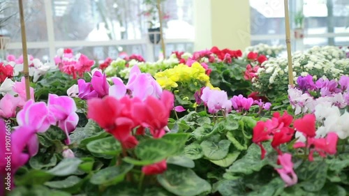 Wallpaper Mural Thousands of different-colored cyclamen in a flower factory. Smooth flight. Torontodigital.ca
