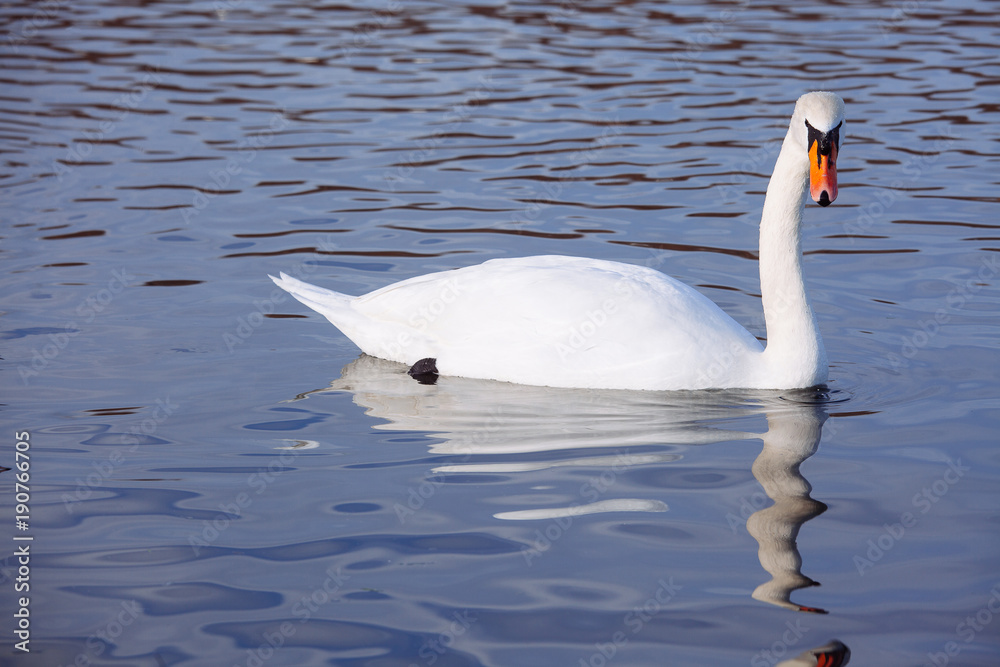 Fototapeta premium Beautiful white swan family lake romance seasonal postcard selective blue water gently day valentine nature love winter ice
