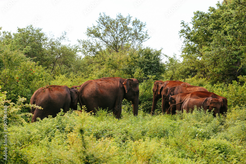 Amazing elephants walking around the nature. Amazing elephants walking around the nature.