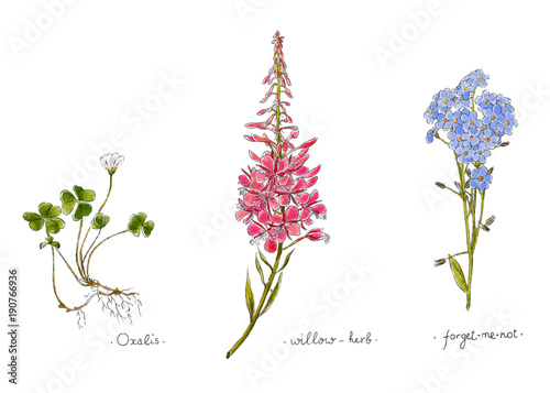 Wild plants and flowers hand drawn in color. Willow, oxalis and forget-me-not. Herbal vector illustration.