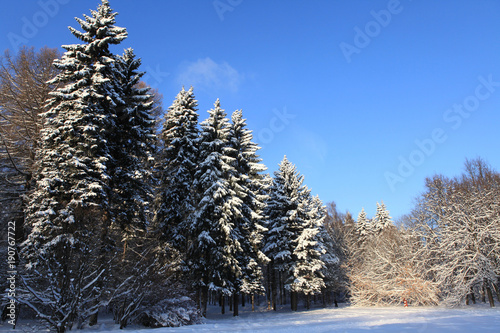 Photographing was carried out in the winter forest. Christmas and Christmas theme.