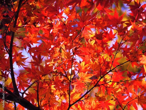        autumn leaves