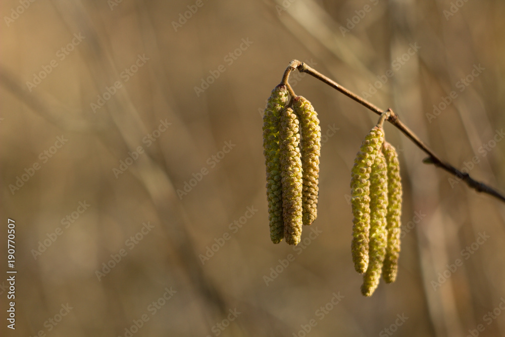 Amentum, Lambs walnut flowers, spring scene on spring background. Amentum, Lambs walnut flowers, spring scene on spring background.