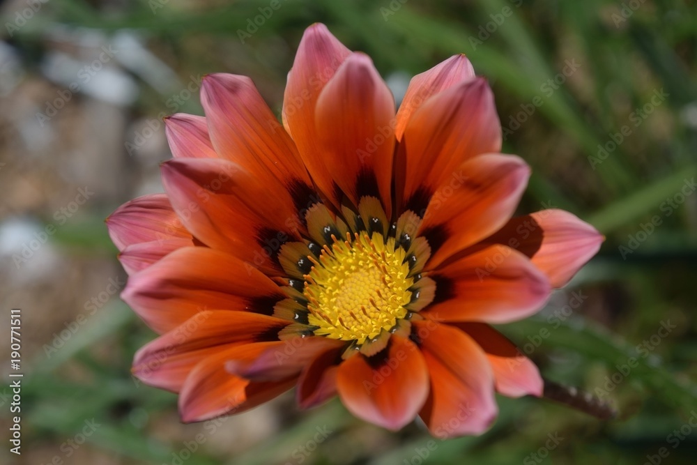 Purple orange flower on natural background