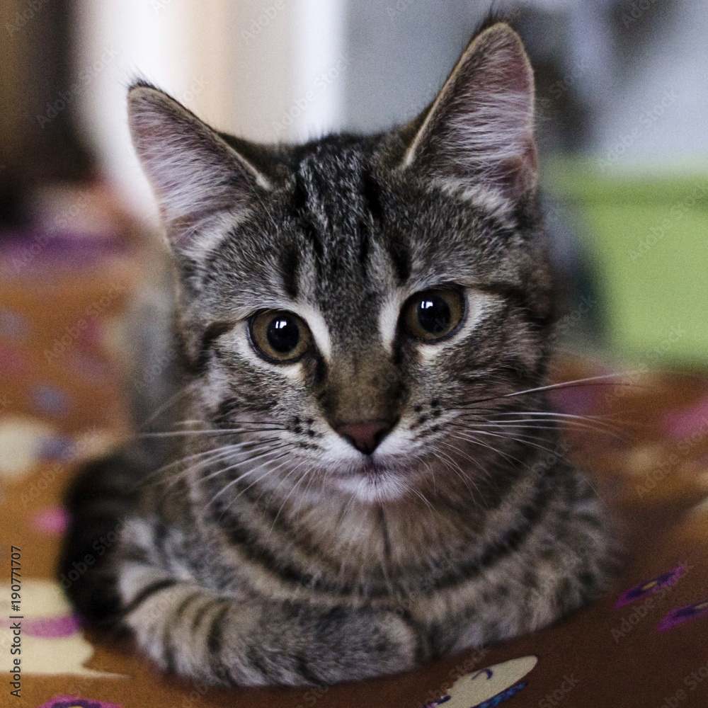 Little gray kitten portrait up isolated