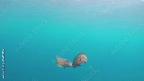 Maldives juvenile rockmover wrasse fish couple is swimming at the coral sea photo