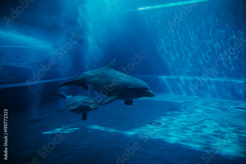 Delfiny pływające pod wodą