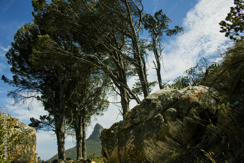 Hiking in nature with a view of a mountain in the distance with blue skies. Hiking in nature with a view of a mountain in the distance with blue skies.