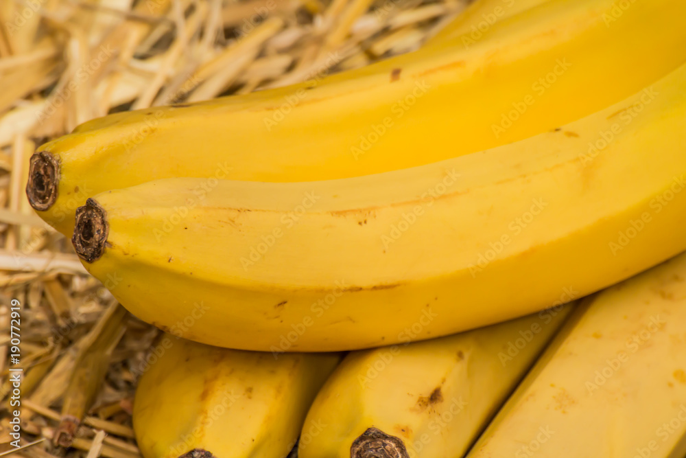 Organic bananas, latin - musa, not only for vegan's and vegetarian's diet but also healthy for all people. Banana fruits on natural straw background 