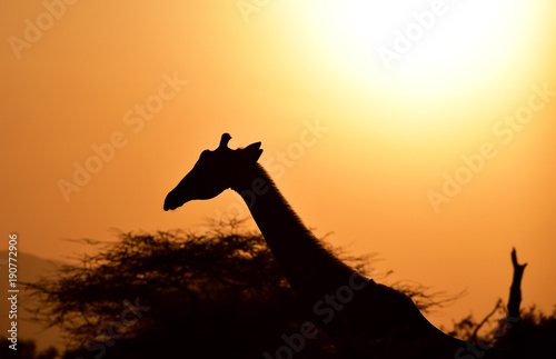 Giraffe im Sonnenuntergang