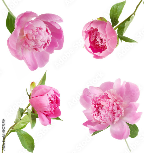 Fototapeta Naklejka Na Ścianę i Meble -  peony flower set isolated on white