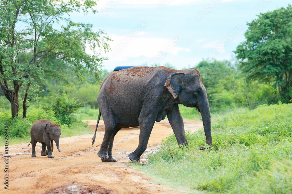 Amazing elephants walking around the nature.