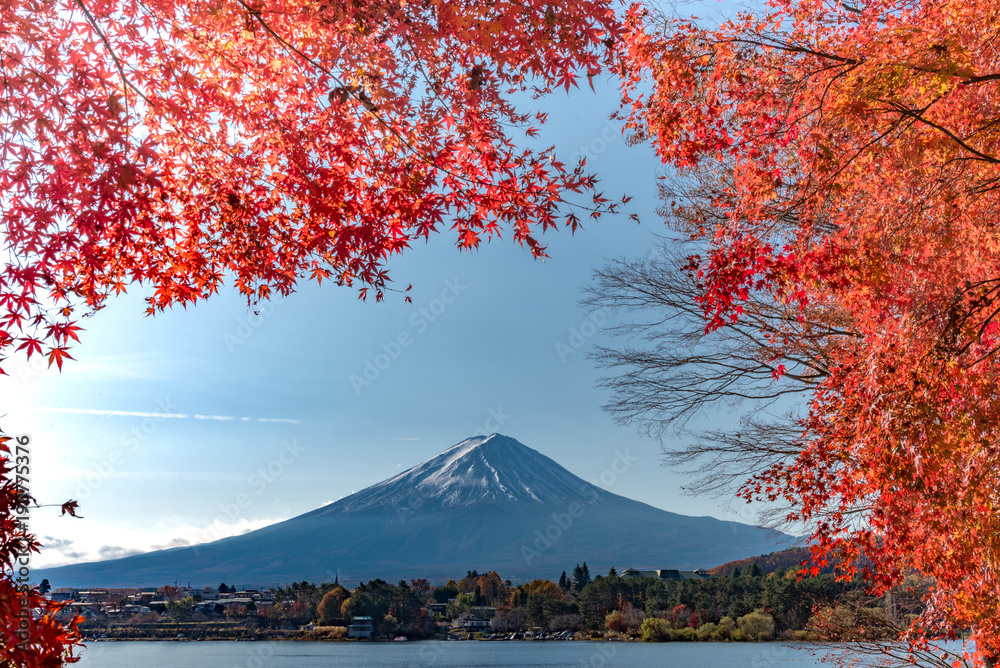 Obraz premium Mt Fuji in autumn behind the red maple tree from Lake Kawaguchi in Yamanashi Prefecture, Japan.