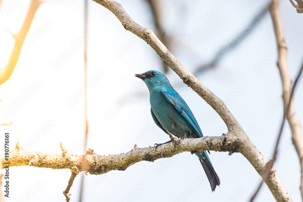 Bird (Verditer Flycatcher) on tree in nature wild Bird (Verditer Flycatcher) on tree in nature wild