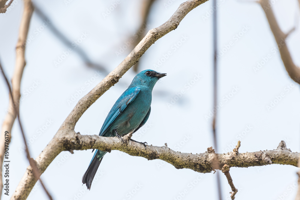 Bird (Verditer Flycatcher) on tree in nature wild