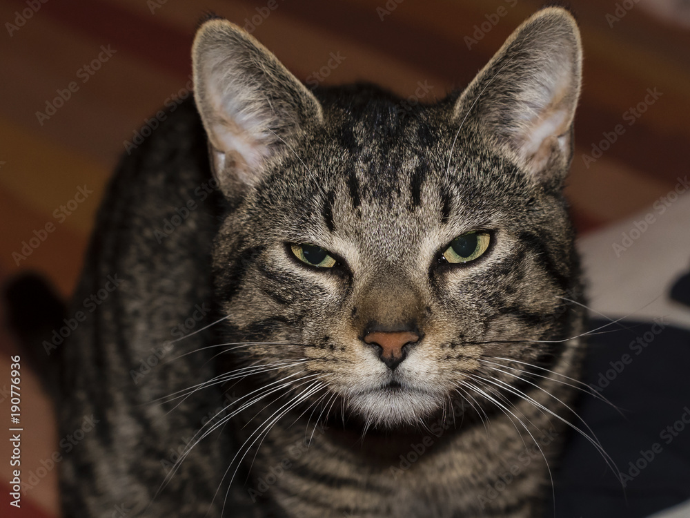 Hübsche Katze, Katzen Portrait, lustig schauende Katze Hübsche Katze, Katzen Portrait, lustig schauende Katze