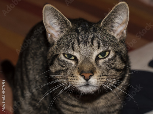 Hübsche Katze, Katzen Portrait, lustig schauende Katze