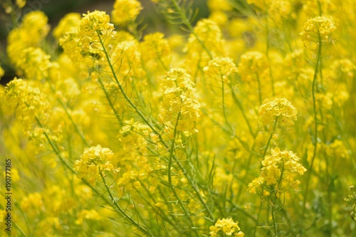 Spring background of yellow rapeseed flower fields in sunshine