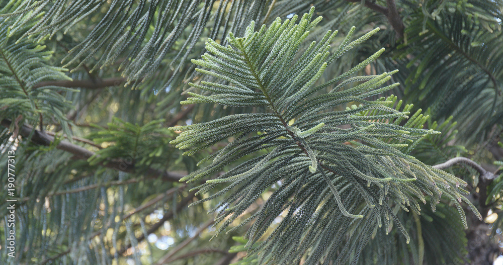 Green Pine tree