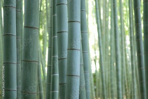 Background texture of Japanese Green Bamboo Forest