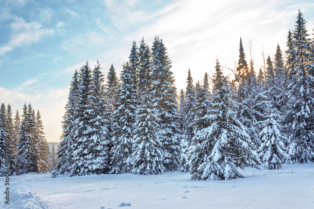 Winter forest in Sunny day Winter forest in Sunny day