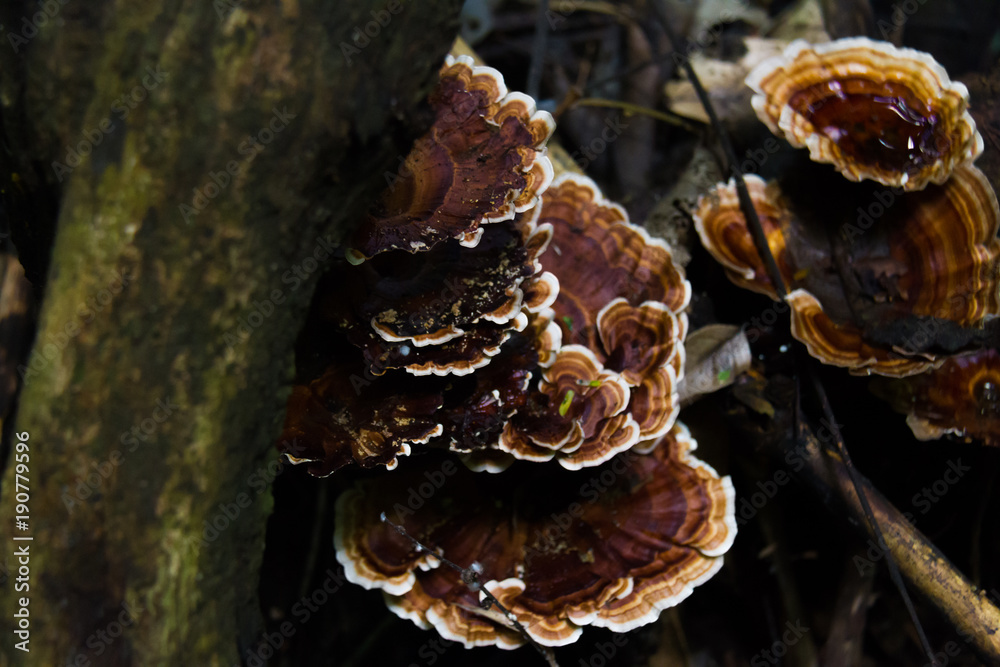 Mushroom, Ling zhi mushroom on an old piece of wood in the tropical rain forest Mushroom, Ling zhi mushroom on an old piece of wood in the tropical rain forest