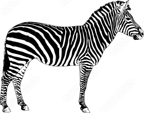 Zebra drawn with ink and hand-colored pop art vector logo