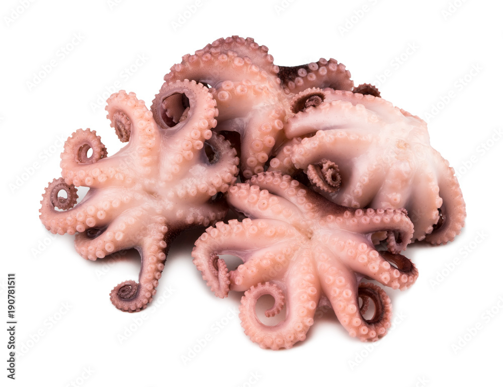 Small octopus isolated on white background. Close up