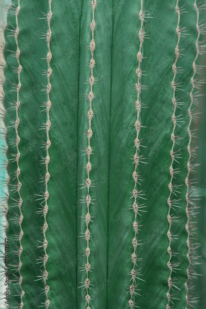 green cactus close up can be used as background green cactus close up can be used as background