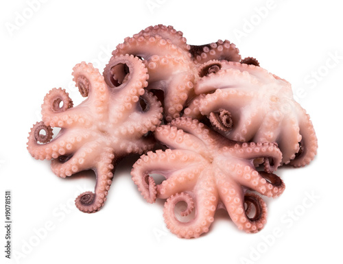 Obraz na płótnie Small octopus isolated on white background. Close up w salonie
