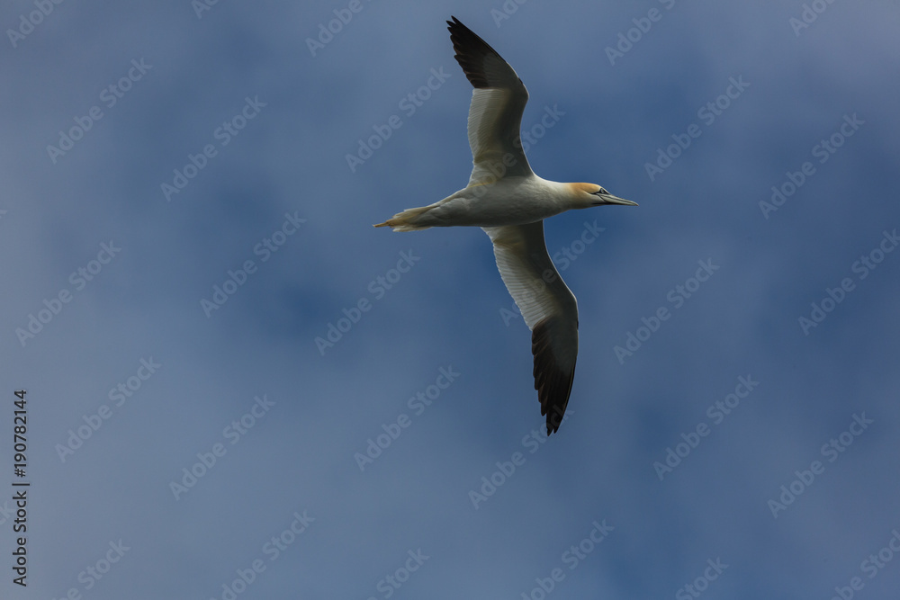 Obraz premium vol fou de bassan 