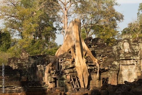 Tree growing over temple ruin, Angkor Wat, Cambodia