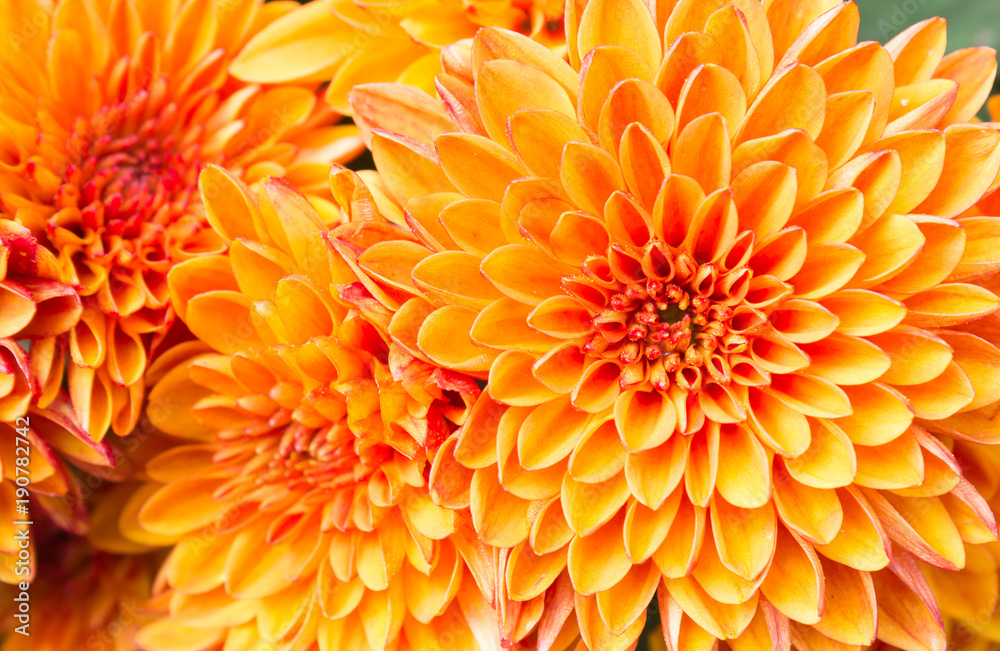 Light Orange Yellow Mum Flowers in The Garden Right Light Orange Yellow Mum Flowers in The Garden Right