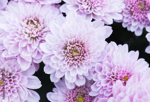 Light Purple or Violet Mum Flowers © steafpong