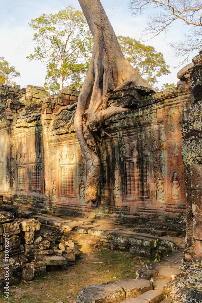 overgrown temple ruin, Angkor Wat, Cambodia - tree on temple wall -