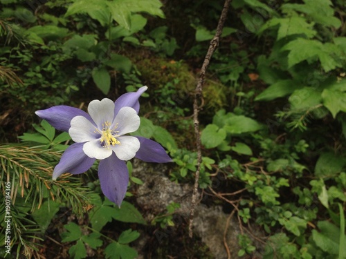 Purple Flower