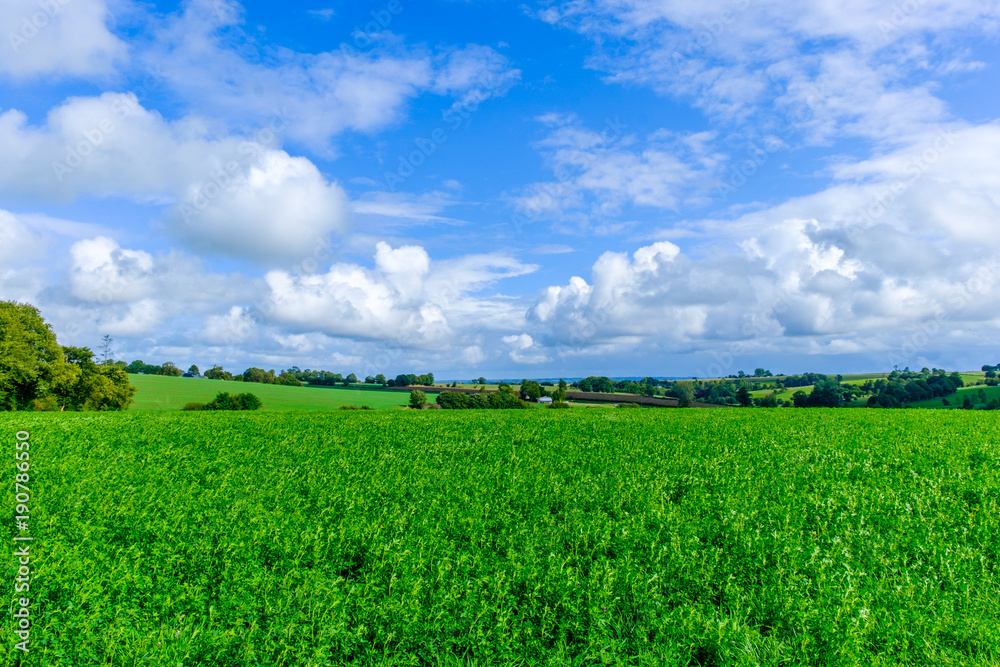 Alfalfa field in the Orne countryside in summer, Normandy France