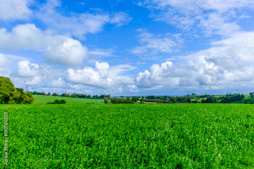 Alfalfa field in the Orne countryside in summer, Normandy France