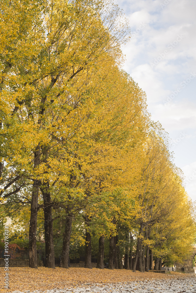 Naklejka premium arboles en otoño