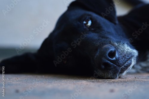 Black dog photo