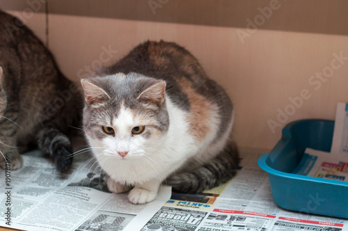 tabby kitten sitting on white background photo