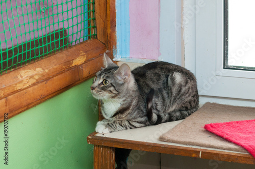 tabby kitten sitting on white background photo